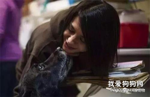 拉布拉多十年前走丟，主人一家默認它的死亡，十年后狗狗死而復生