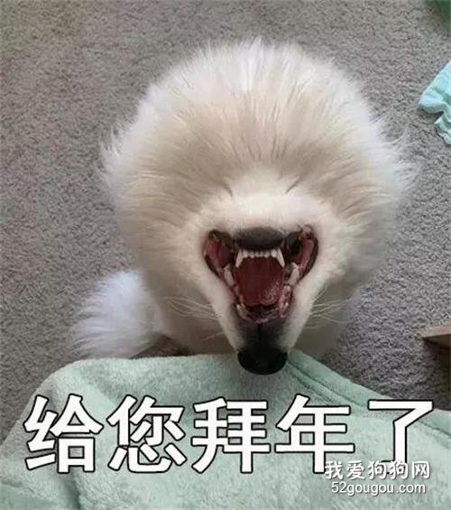 對著狗砸的背影喊了一聲，結果這貨瞬間變了個物種！