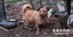 英國狗子去田里玩耍七小時，抓獲730只老鼠，超壯觀！
