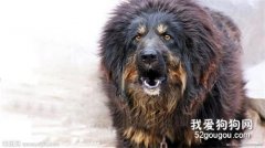哪些狗狗屬于超大型犬？巨型犬的價格