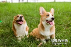適合家養的中小型犬有哪些？