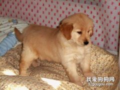 金毛拉稀的原因和醫療方法