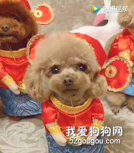 泰迪穿新衣迎新年，小家伙們的模樣好可愛