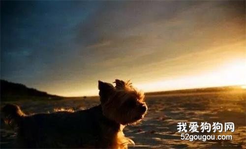 狗狗帶著傷躲藏1個月，被發現時將腳搭在男子的手上求助