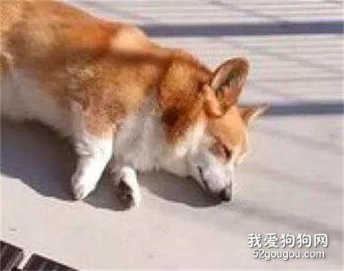 柯基在曬太陽，久了它竟然還知道自己翻面繼續曬，網友：快曬熟了！