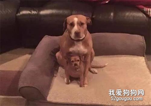 狗狗面對好心人收養，卻緊緊抱住另一只小狗：要走一起走