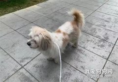 搬家偶遇陌生狗，說了句“我養你”，狗狗便跟了上了！