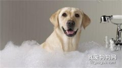 冬季如何洗澡才能避免狗狗發燒感冒？