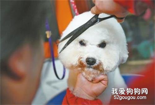 狗狗美容修剪毛发的好处和常用步骤