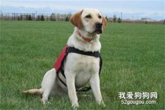 拉布拉多如何訓練？6項不能不知道的能力提升