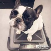 測量狗狗體重時的四個要點