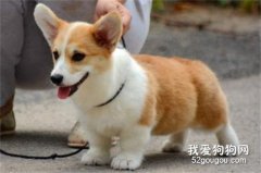 幼犬的六個訓練技巧