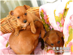 狗媽媽奶水不足怎么辦?怎么人工喂食幼犬?