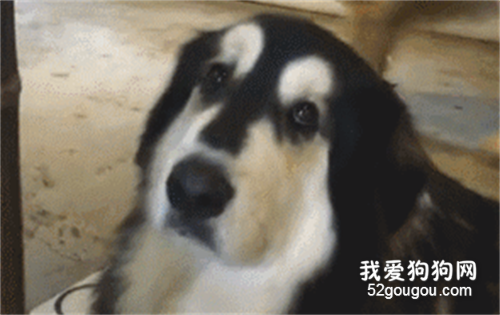 金·阿拉斯加毛。完美遺傳爸媽優點，網友：這一臉的金毛懵逼相！