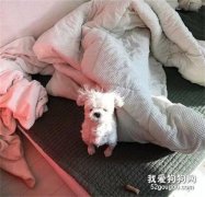 狗狗剛睡醒，在床上這一臉的起床氣，像極了現在的我！