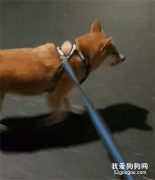 狗子散步不肯回家，還選擇性腳麻，網友笑噴：煞車皮哪買的！