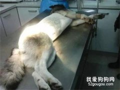 哈士奇偷吃路邊烤串，結果直接把竹簽吞進肚子里，醫生都嚇傻了...網友：太可怕了！！