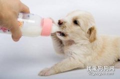 怎樣為狗狗選擇恰當的奶粉?