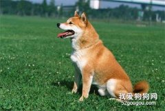 什么時候是訓練狗狗的最佳時期呢？