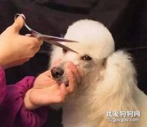 给幼犬修剪毛发的方法及注意事项