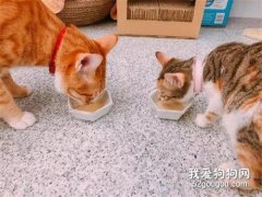 新養了只小貓，但它的飯老是被原住貓搶，主人跟小貓都很無奈！