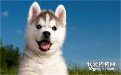 剛買的狗拉稀嘔吐該怎么辦？