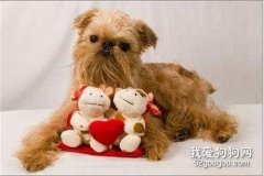 硬毛指示格里芬犬價格|飼養|智商及體態特征