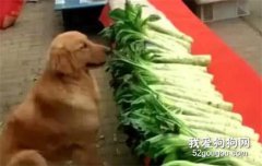 懂事金毛幫主人賣菜，總不見客人上門，急性子的小家伙主動來拉客