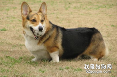 柯基的身上有異味怎么辦?