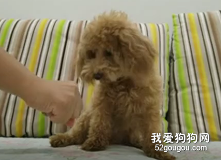 泰迪：這年頭為了一口吃的也不容易，狗生艱難啊！