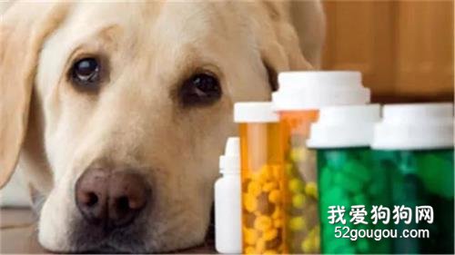 狗狗翻肠子怎么办，应该吃些什么药?