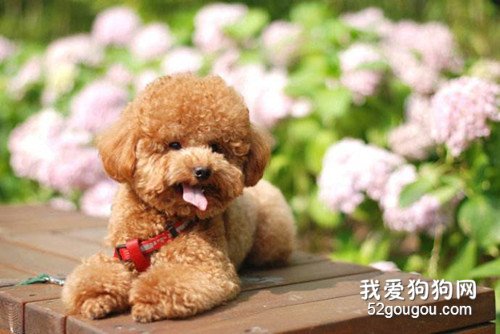小泰迪得病一天不吃東西該怎么辦？