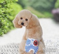 狗狗來月經能洗澡嗎？狗狗經期護理常識！