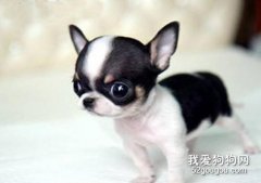 狗狗眼屎多是怎么回事，5種原因看看你家狗狗是哪種？