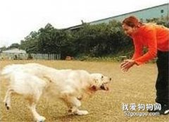 狗狗喚名訓練的注意事項