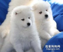 小狗感冒咳嗽怎么辦，對癥下藥是關鍵