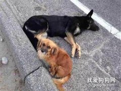懷孕母狗遭遇車禍，當救援趕來時，發現它居然有“朋友”守護！