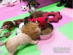 玩偶集體來蹭飯，挑食汪瞬間變乖，計謀成功！