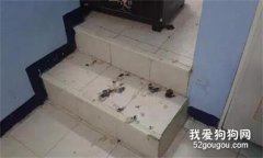 哈士奇闖禍，主人把它關黑屋懲罰，結果哭暈了...