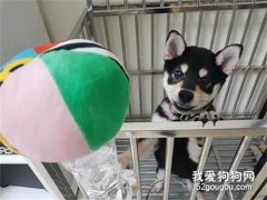 柴犬小時候是全黑色的，結果長大后，竟然變成了超級賽亞人！