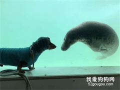 狗子第一次和海豹見面，竟然默契擺POSE合照，網友：它們撞衫了情侶裝！