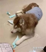 狗子拆壞了家里僅剩的一包口罩，鏟屎官：那是要我命啊！