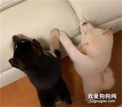 狗媽媽吃東西，為了不讓小狗搗亂，它竟然做出了這樣的舉動！