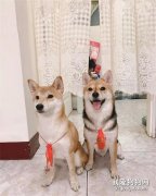 夢到“鬼壓床”，驚醒發現原來是……頭上長狗了！