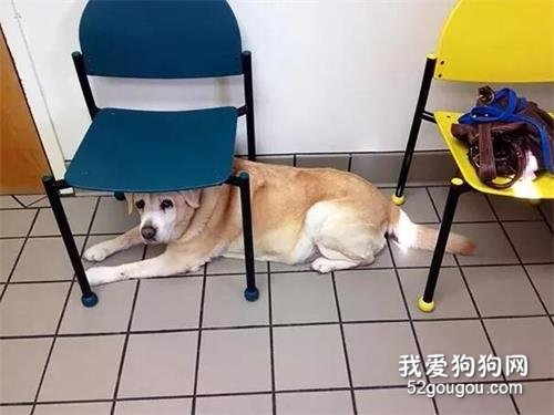 狗狗在這世界上最害怕的地方是哪里？那必須是……