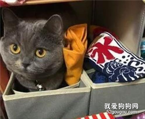 看見鏟屎官收拾東西，英短喵秒飆戲：麻麻不要丟掉我……