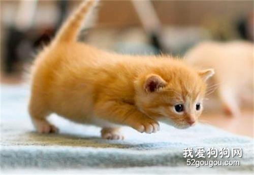 小猫爱放屁很臭怎么办 原因是有三种情况!
