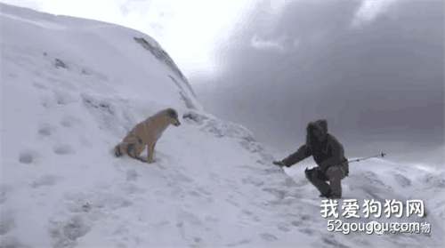 無人區發現流浪狗，兩天追車90公里，它真的不是一般狗