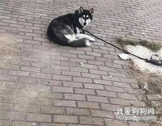 女子路上偶遇一哈士奇乖巧地趴著，覺得好奇，上前細瞧后笑出了聲