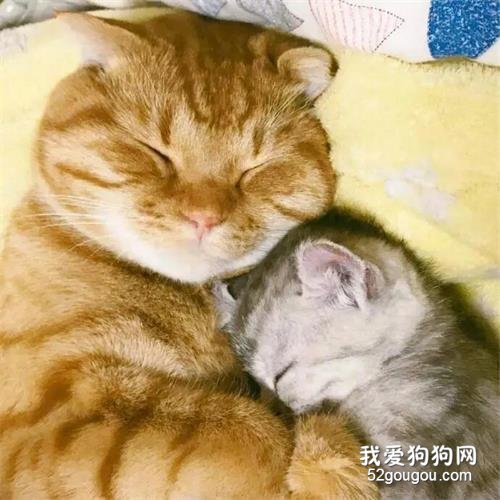 橘貓抱著小貓咪睡著，這是親生的嗎？顏色不對啊！